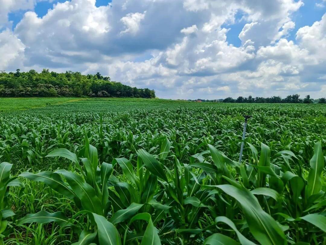 Sweet Corn Supplier Malaysia | Frozen & Ready-to-Eat Corn